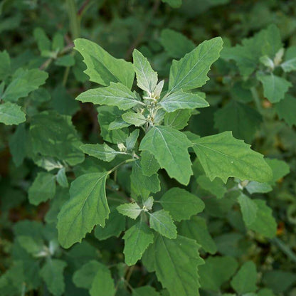Lambs Quarter Seeds