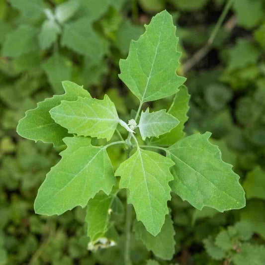 Lambs Quarter Seeds