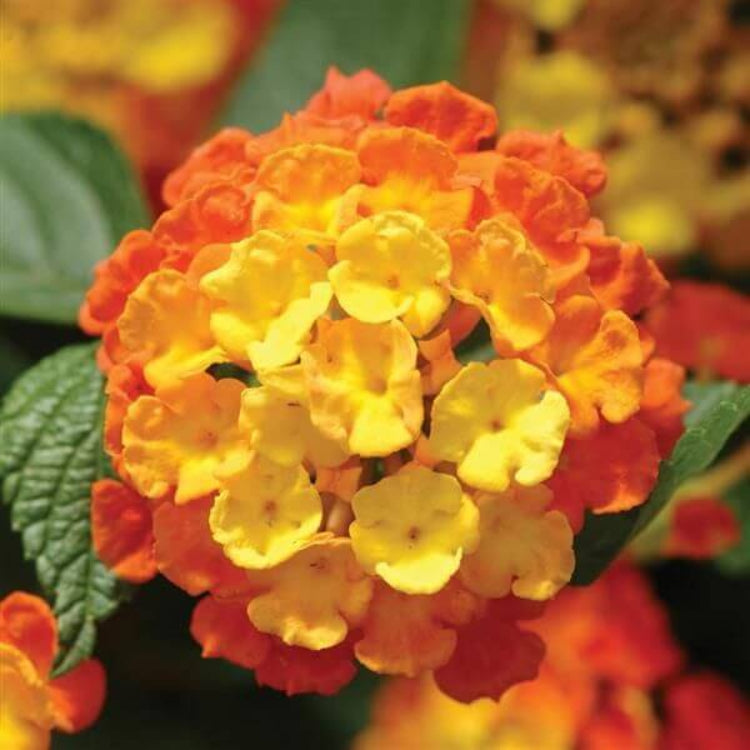 Landmark Citrus Lantana Seeds - Ornamental Plant Seeds for Home Gardens