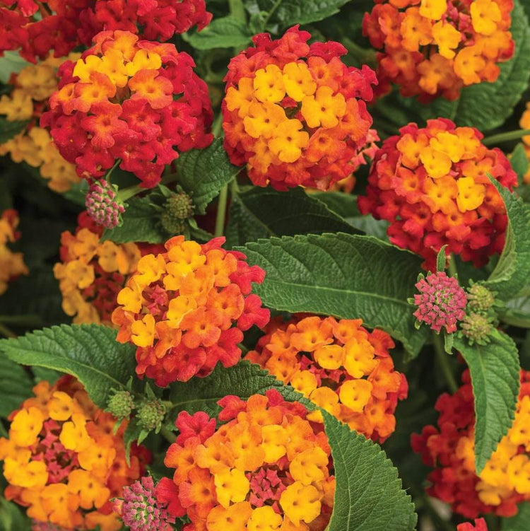 Landmark Citrus Lantana Seeds - Ornamental Plant Seeds for Home Gardens