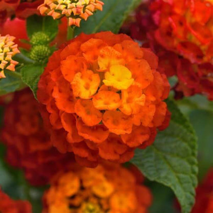 Landmark Citrus Lantana Seeds - Ornamental Plant Seeds for Home Gardens
