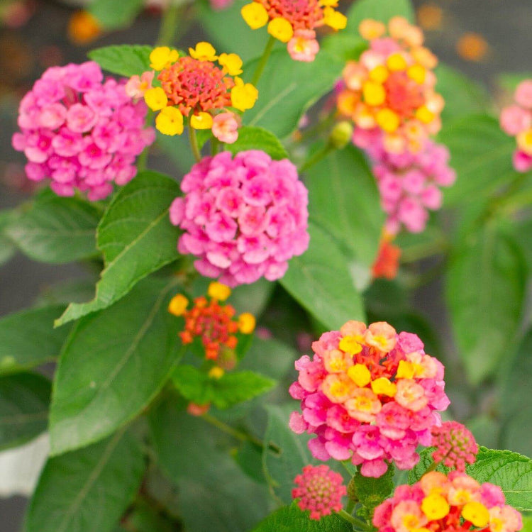 Landmark Rose Sunrise Lantana Seeds - Ornamental Plant Seeds for Home Gardens