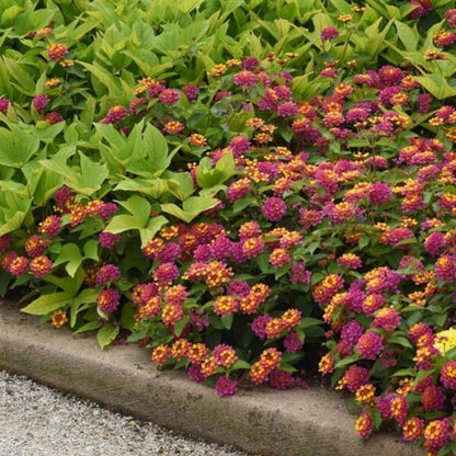 Landmark Rose Sunrise Lantana Seeds - Ornamental Plant Seeds for Home Gardens