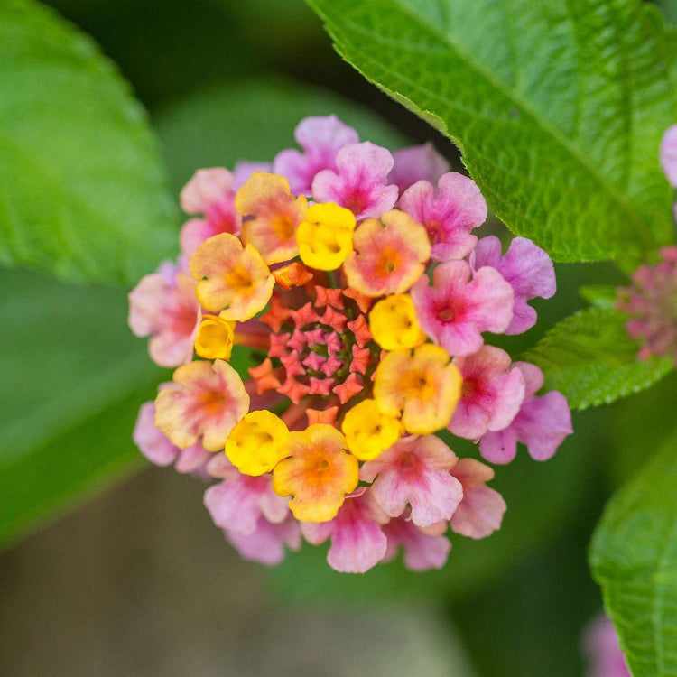 Landmark Rose Sunrise Lantana Seeds - Ornamental Plant Seeds for Home Gardens