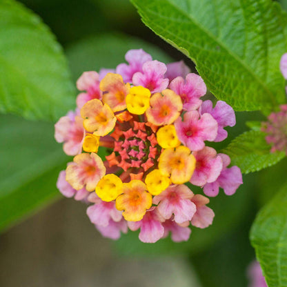 Landmark Rose Sunrise Lantana Seeds - Ornamental Plant Seeds for Home Gardens