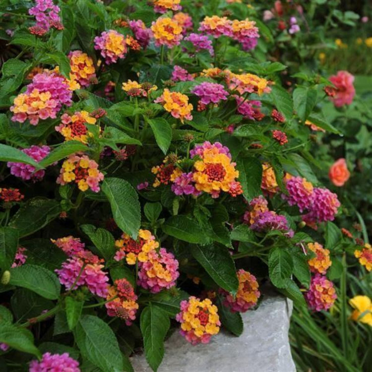 Landmark Rose Sunrise Lantana Seeds - Ornamental Plant Seeds for Home Gardens