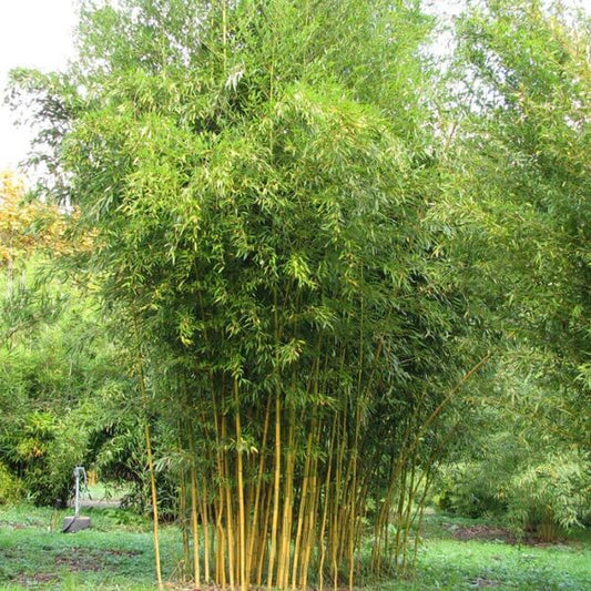 Landscape Bamboo Seeds - Flower Plant