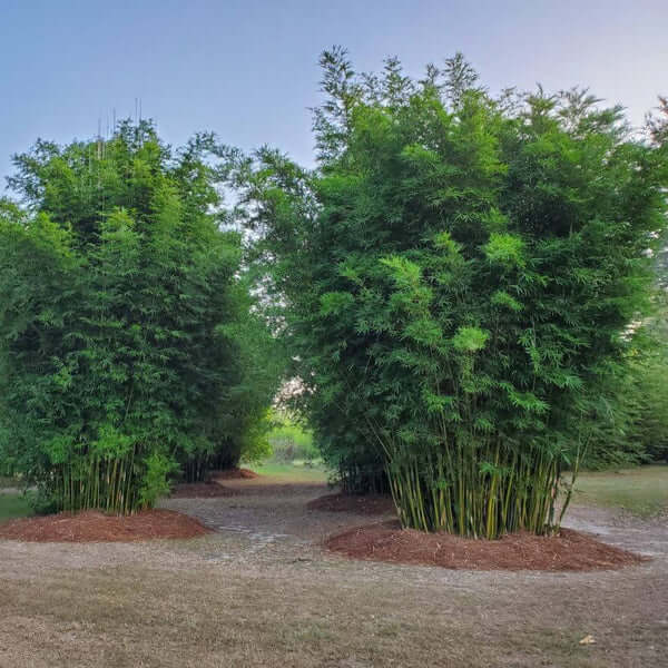 Landscape Bamboo Seeds - Flower Plant