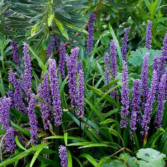 Landscaping Edge Plant Seeds