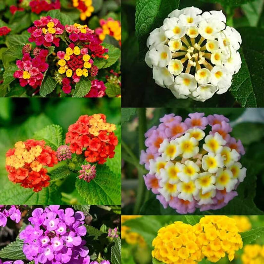 Lantana Seeds