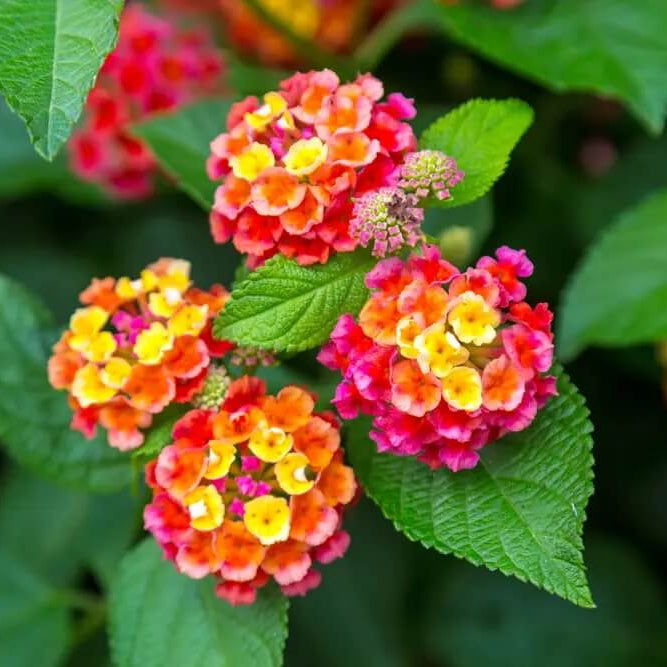 Lantana Seeds