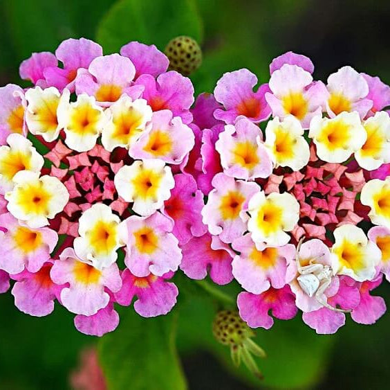 Lantana Seeds - Flower Plant for Home Gardens