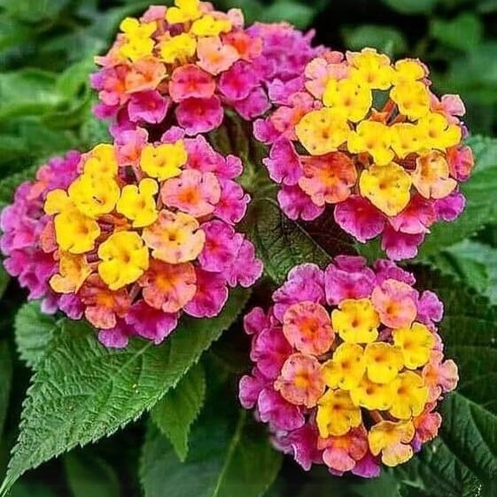 Lantana Seeds