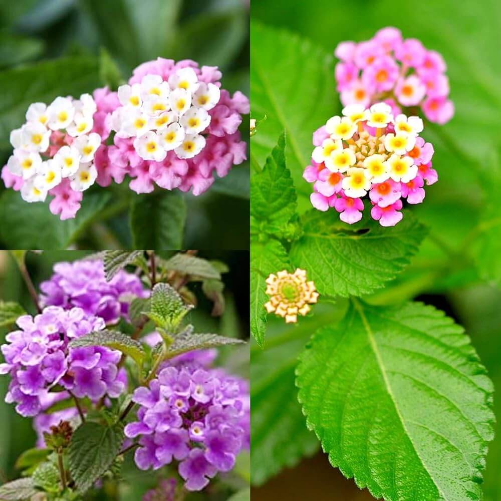 Lantana Seeds