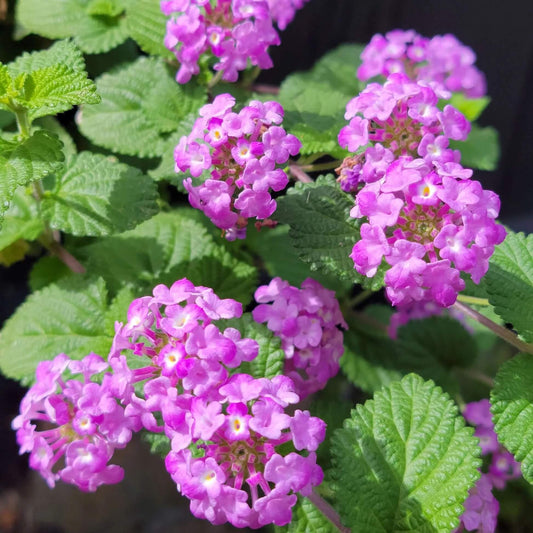 Lantana Seeds