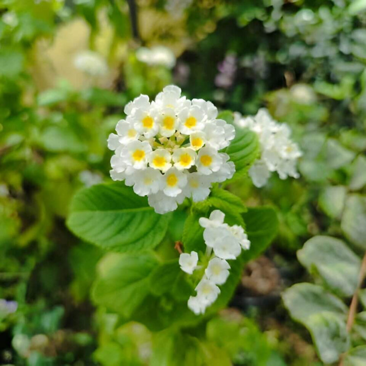 Lantana Seeds