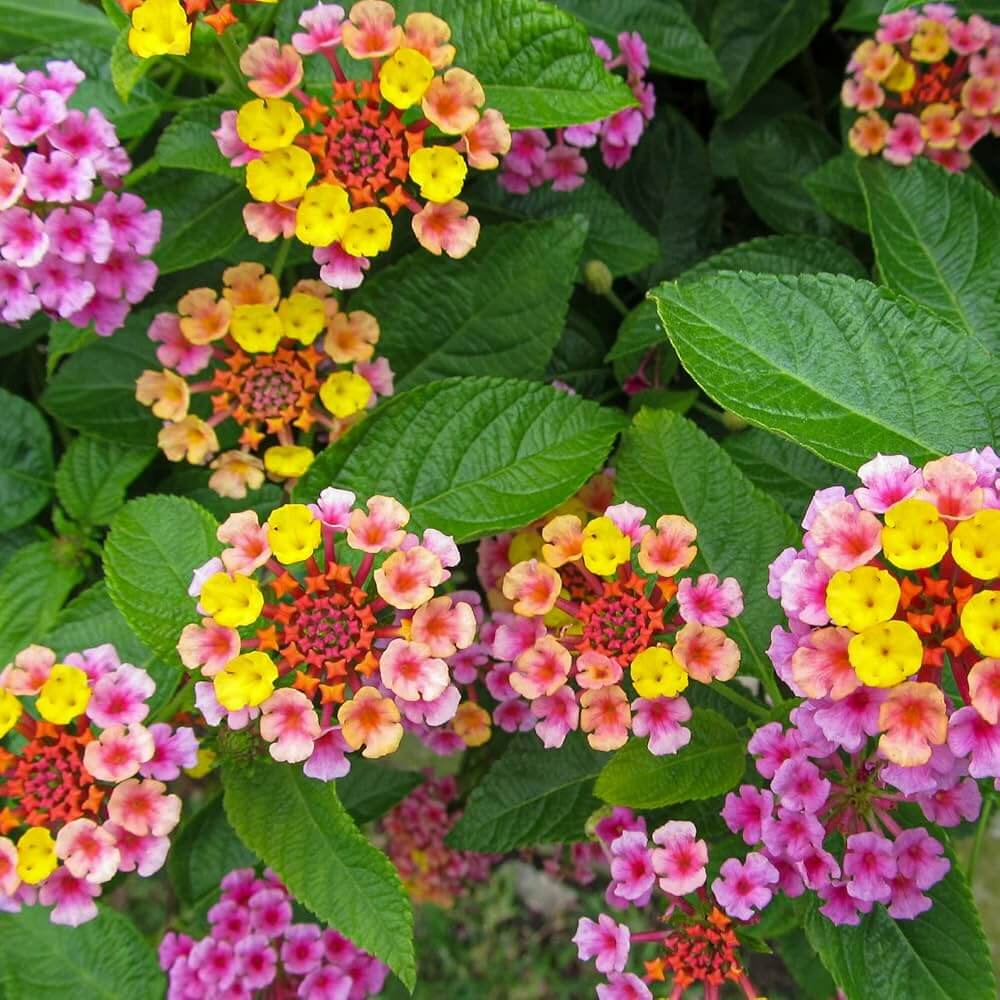 Lantana Seeds