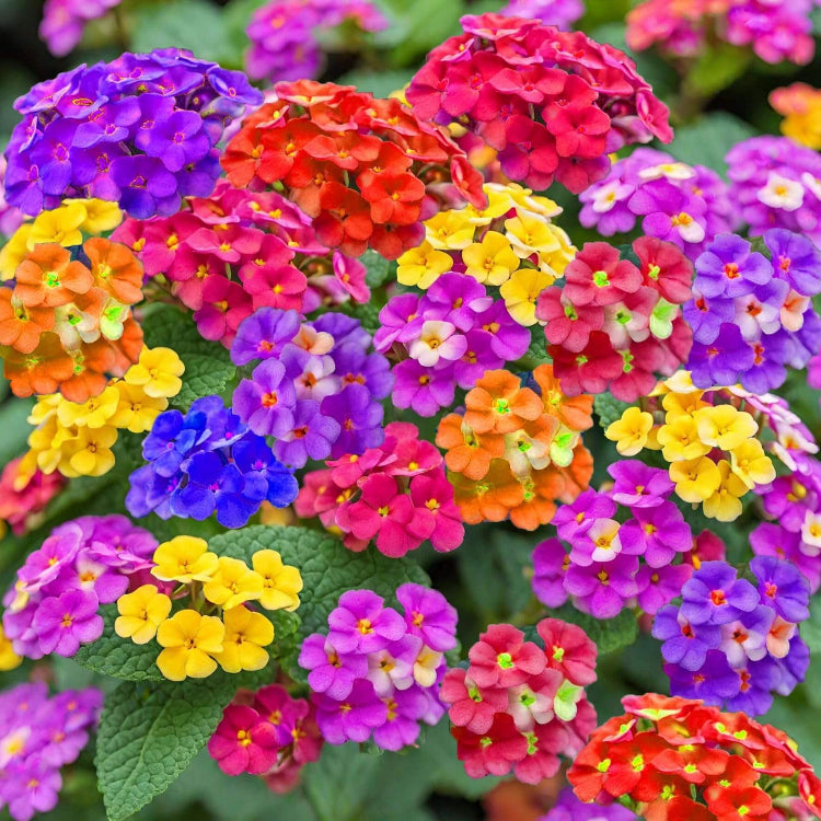 Lantana Seeds
