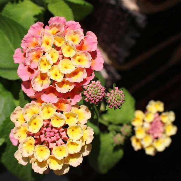 Lantana Seeds - Flower Plant for Home Gardens