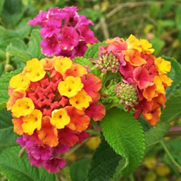 Lantana Seeds for Planting - Ornamental Plant Seeds for Home Gardens