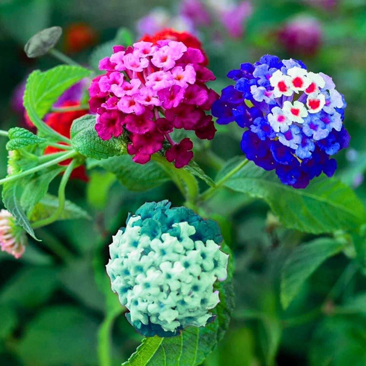 Lantana Seeds for Planting - Ornamental Plant Seeds for Home Gardens
