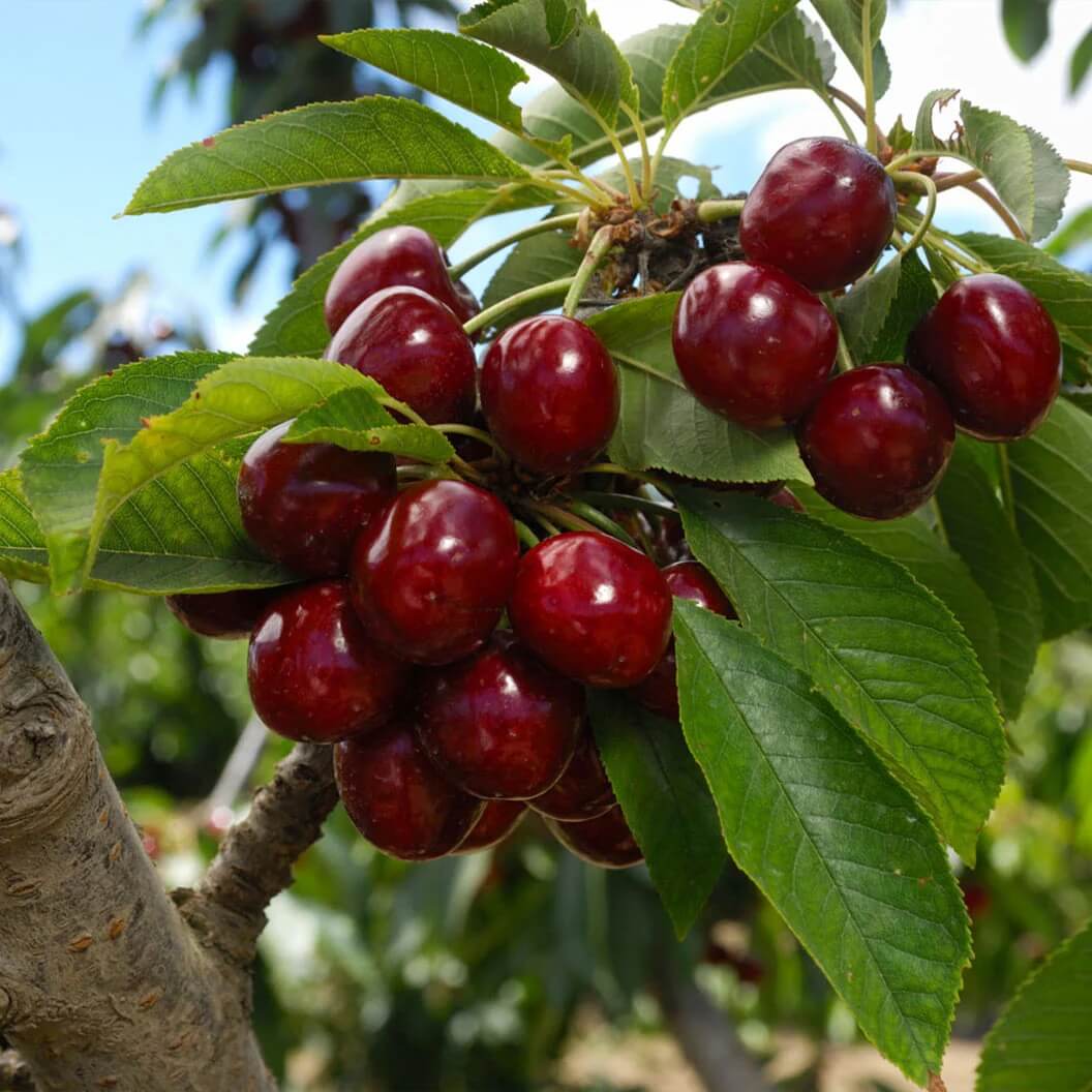 Lapins Cherry Seeds
