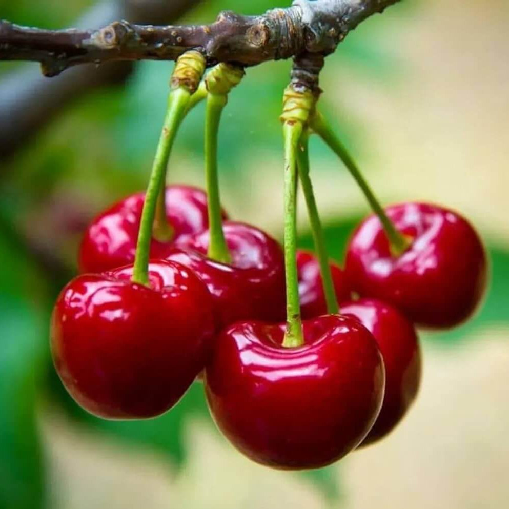 Lapins Cherry Seeds