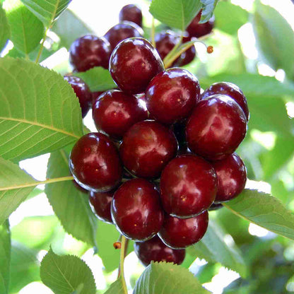 Lapins Cherry Seeds