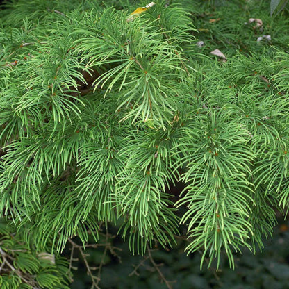 Larch Seeds - Tree Seeds for Home Gardens