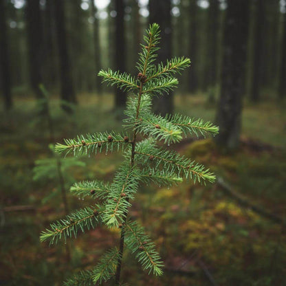 Larch Seeds - Tree Seeds for Home Gardens