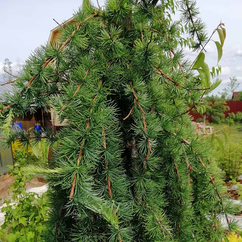 Larch Seeds - Tree Seeds for Home Gardens