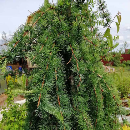 Larch Seeds - Tree Seeds for Home Gardens