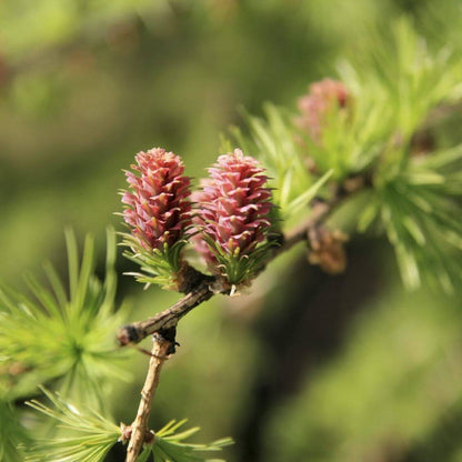 Larch Seeds - Tree Seeds for Home Gardens