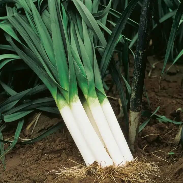Large American Flag Leek Seeds - Vegetable Plant