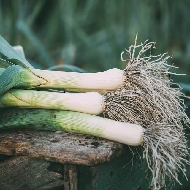 Large American Flag Leek Seeds - Vegetable Plant