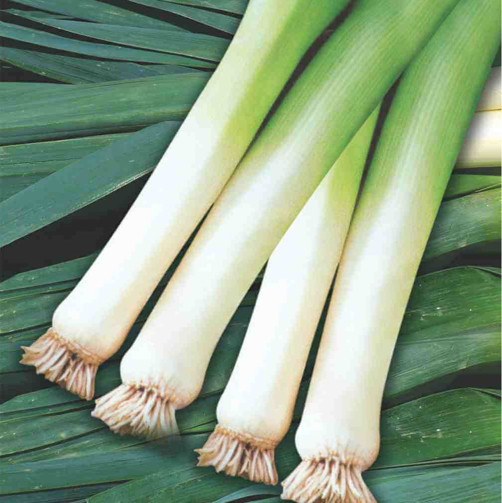 Large American Flag Leek Seeds - Vegetable Plant