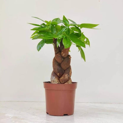 Large Indoor Money Tree seeds - Flower Plant