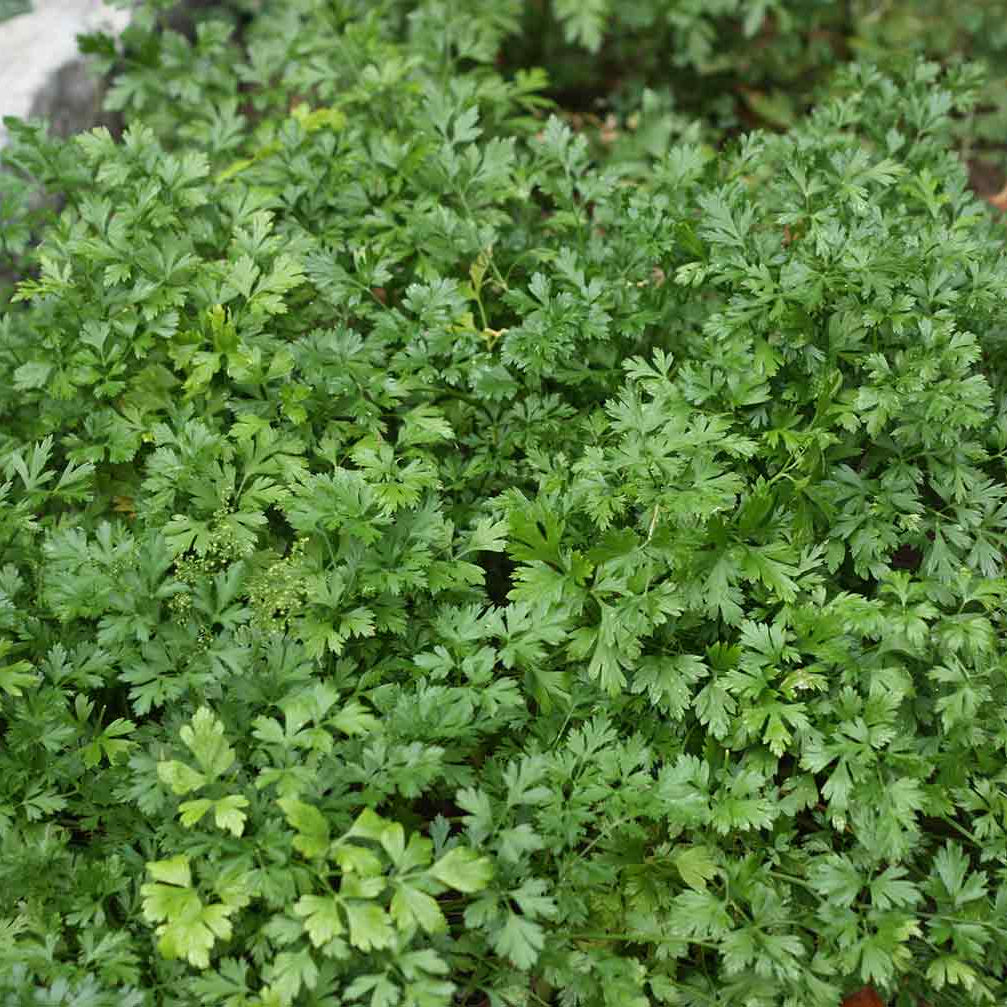 Large Leaf Cilantro Seeds - Herbal Plant