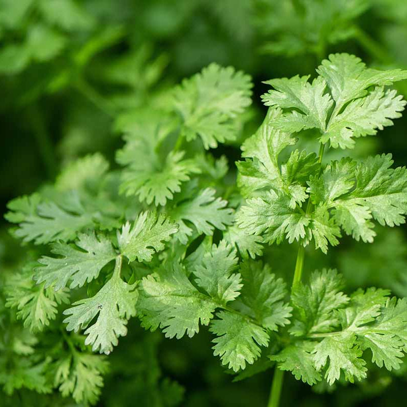 Large Leaf Cilantro Seeds - Herbal Plant