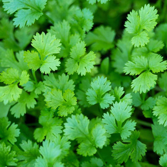 Large Leaf Cilantro Seeds - Herbal Plant