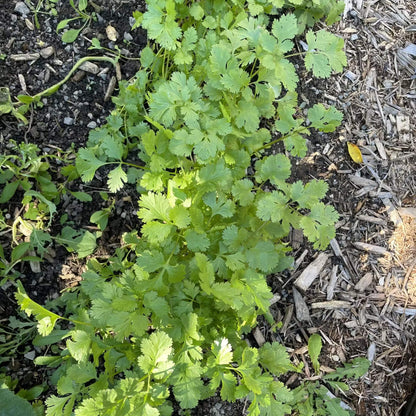 Large Leaf Cilantro Seeds - Herbal Plant