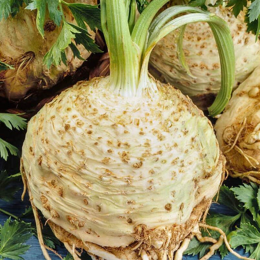 Large Root Celeriac Seeds 