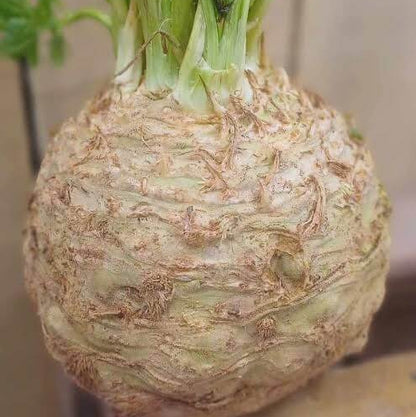 Large Root Celeriac Seeds 