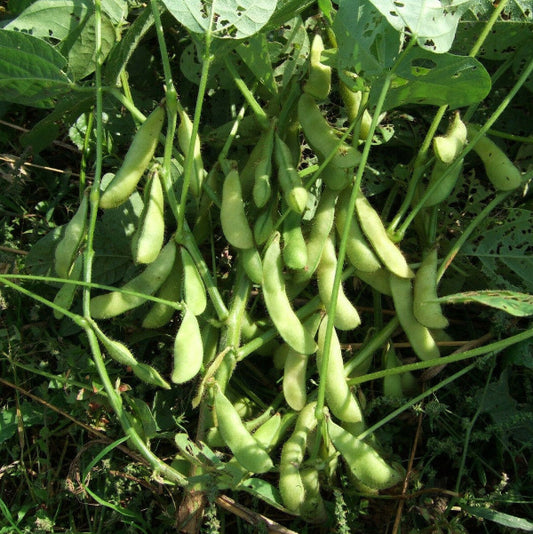Large Seeded Edamame Seeds 
