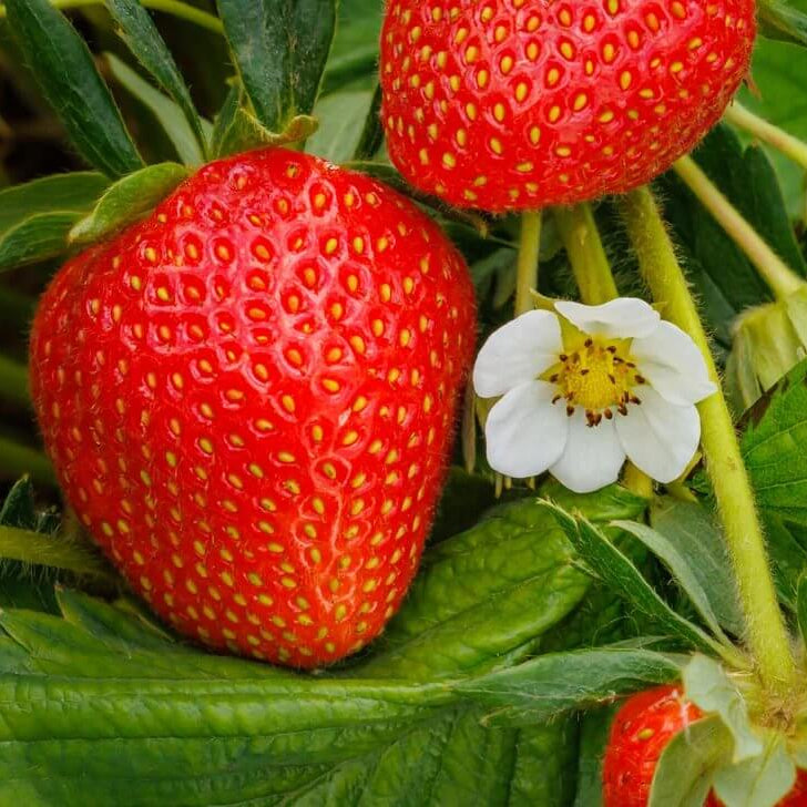 Large Strawberry Seeds - Heirloom Fruit Plant for Home Gardens