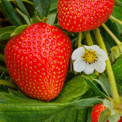 Large Strawberry Seeds - Heirloom Fruit Plant for Home Gardens