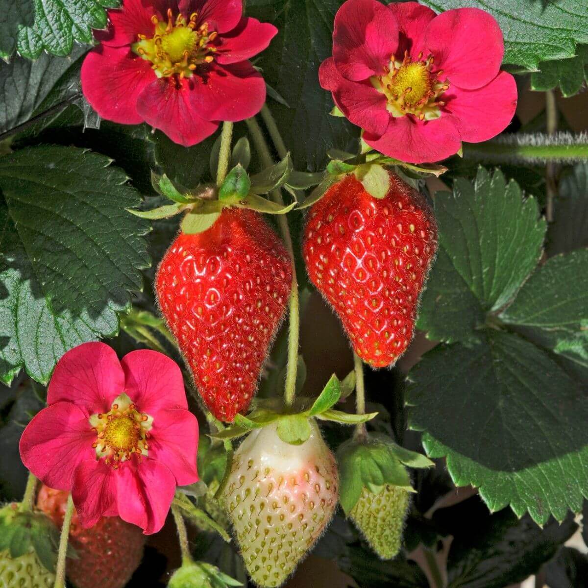 Large Strawberry Seeds - Heirloom Fruit Plant for Home Gardens