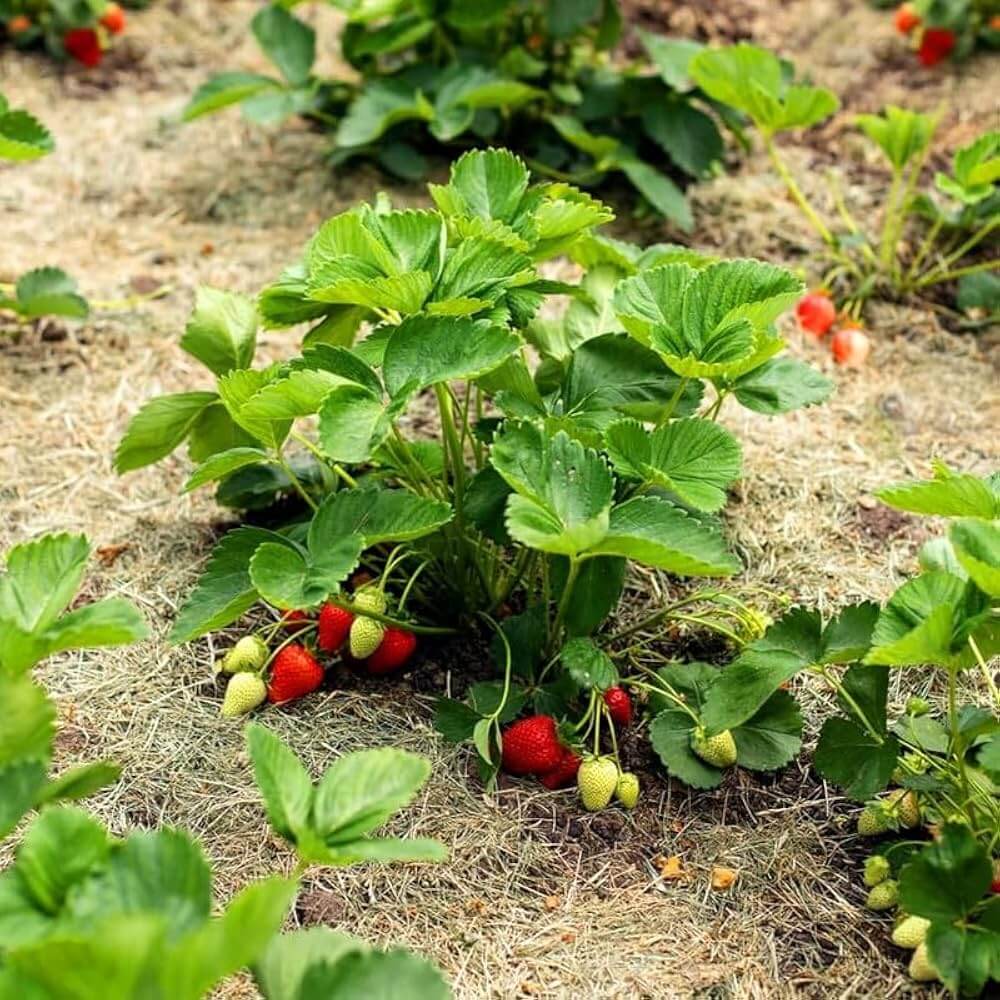 Large Strawberry Seeds - Heirloom Fruit Plant for Home Gardens