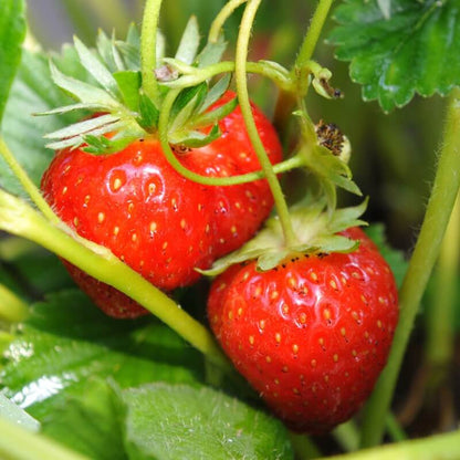 Large Strawberry Seeds - Heirloom Fruit Plant for Home Gardens