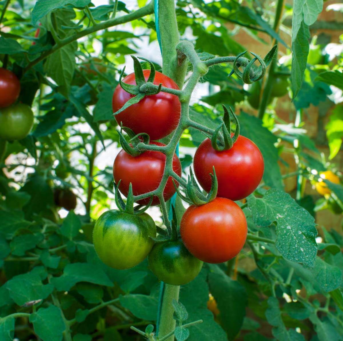 Large Tomato Seeds - Heirloom Vegetable Plant for Home Gardens